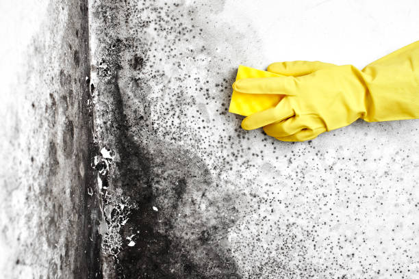 Best Air Quality Testing for Mold Spores  in Clarksburg, WV